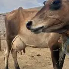 بقره عربيه منيحه بيت