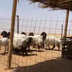 ( تم البيع ) اضاحي طيبه شحم بريات