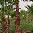 نخل واشنطني زينه