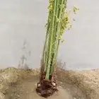 قلع وزراعة النخيل