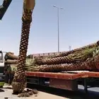 ازاله وتوريد النخيل والاشجار وتركيب الشبوك