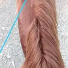 فرس للبيع و معها مهر بأوراق