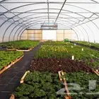 توريد وتنفيذ الصالات الزراعية والبيوت المحمية