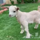 ماعز قزمي انثي تشيكي لون كريمي عمر اسبوع