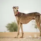 للي يبي يلقح من سلوقي تشبيه