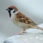 مطلوب عصفور أقبل تبني كبير أو فرخ