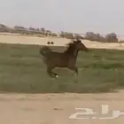 فرس العمر 3 سنوات