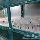 سمك فايتر أسماك الفايتر