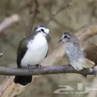 جوزين بطريق دوف