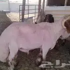 جزاز غنم بماكينا