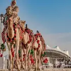 اجار خيول عربيه و جمال