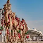 السلام عليكم يوجد لدينا خيول وجمال وحناطير وسياسي للايجار