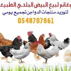 بيض بلدي مزارع تجميع يومي