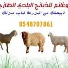 ذبائح نعيمي سواكني تيوس مزارعنا
