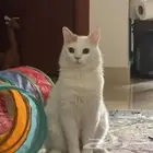 قط ذكر معقم