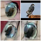 خاتم قمة الوضوح عقيق مصور طائر طبيعي