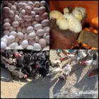 بيض مخصب للبيع