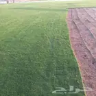 ذبائنناالكرام يوجدلديناجميع انواع الثيل الطبيعي الممتاز
