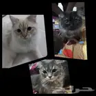 تبني 3 قطط