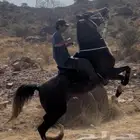 خيل