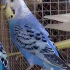 مطلوب ذكر بادجي نفس اللون هذا