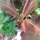 شتلات موز واكيو