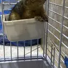 سنجاب سوري للبيع
