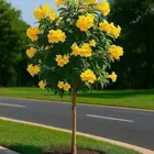 يوجد جميع انواع الاشجار والنباتات خرجي ودخلي