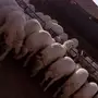 خرفان كفو ذبايح زواجات ومناسبات   احد رفيده  