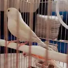 كناري متوفر تمارا