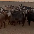 معزا اعدد 31 فيهن وحده خلفه الباقي مضريع المعزا طيبه
