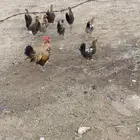 دجاج