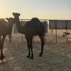 قعدان للبيع