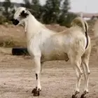 مشروع بيشي اكحل مذهب فاخر