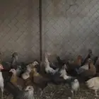 فروخ دجاج