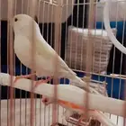 كناري متوفر تمارا