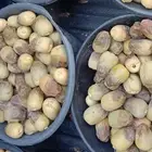 تمور حوطة بني تميم خراف يومي يوجد توصيل