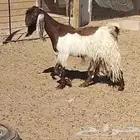 معزا مشاريك