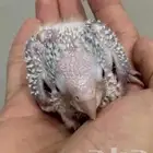 فروخ كنيور اناناس دبل رد فاكتور