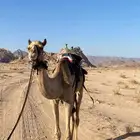 قعود