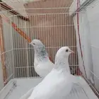حمام باكستاني قولدن طبه اخوان