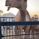 حق باتلي كفو علي زمول الموسي