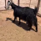 عنز مضرع للبيع