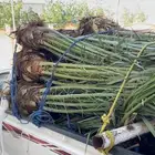 نخل مثمر طالع من القصيم اتجاه الطايف الجنوب خلاص برحي سكري