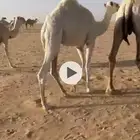 حشو قعدان ثنين