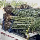 نخل للبيع طالع نحران