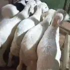 هرافى لباني