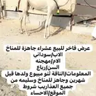 للبيع عشراء كفففوا