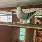 حمام شيرازي