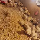 صوص سمان تكساس امريكي